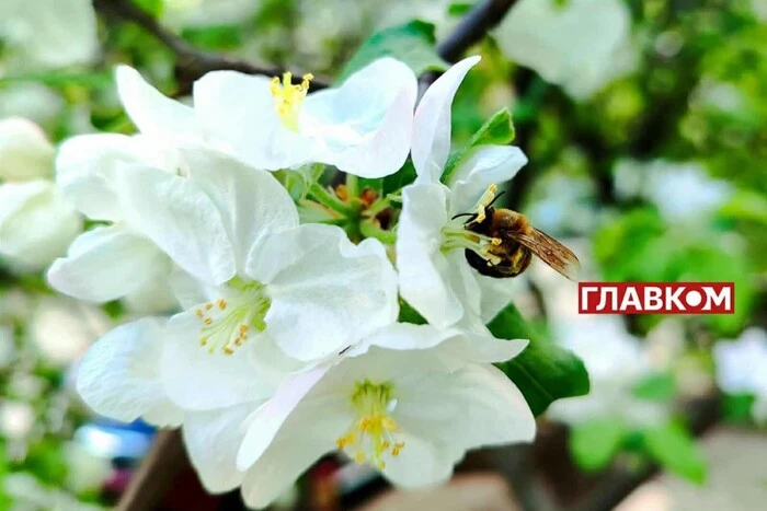 It is cloudy in Ukraine with clarifications: weather forecast for May 25th