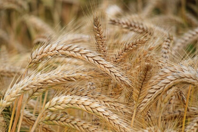 Harvesting has started in Ukraine: where the most grain is collected