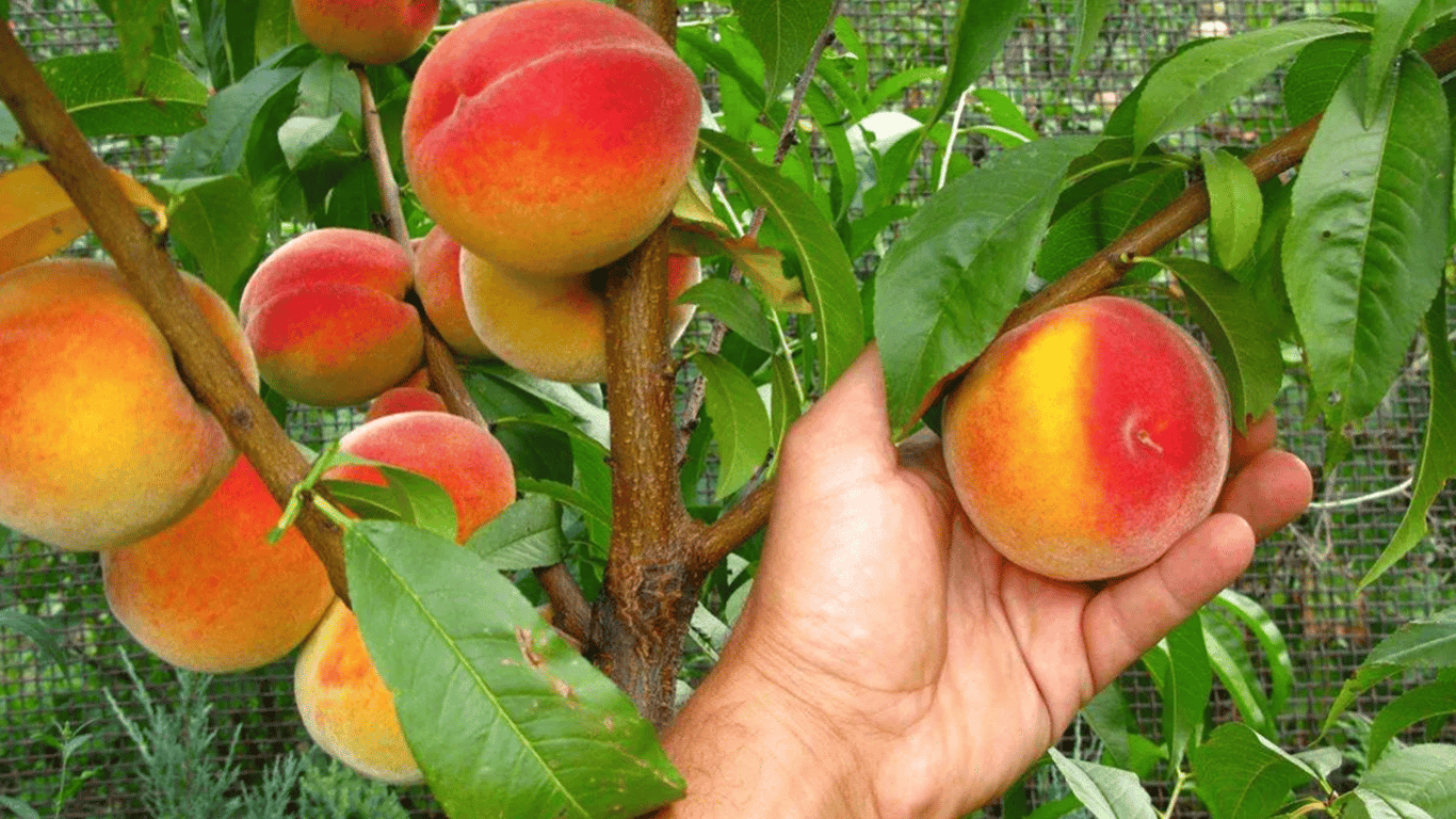 How to 'revive' peaches in summer 2025 — what to fertilize them with