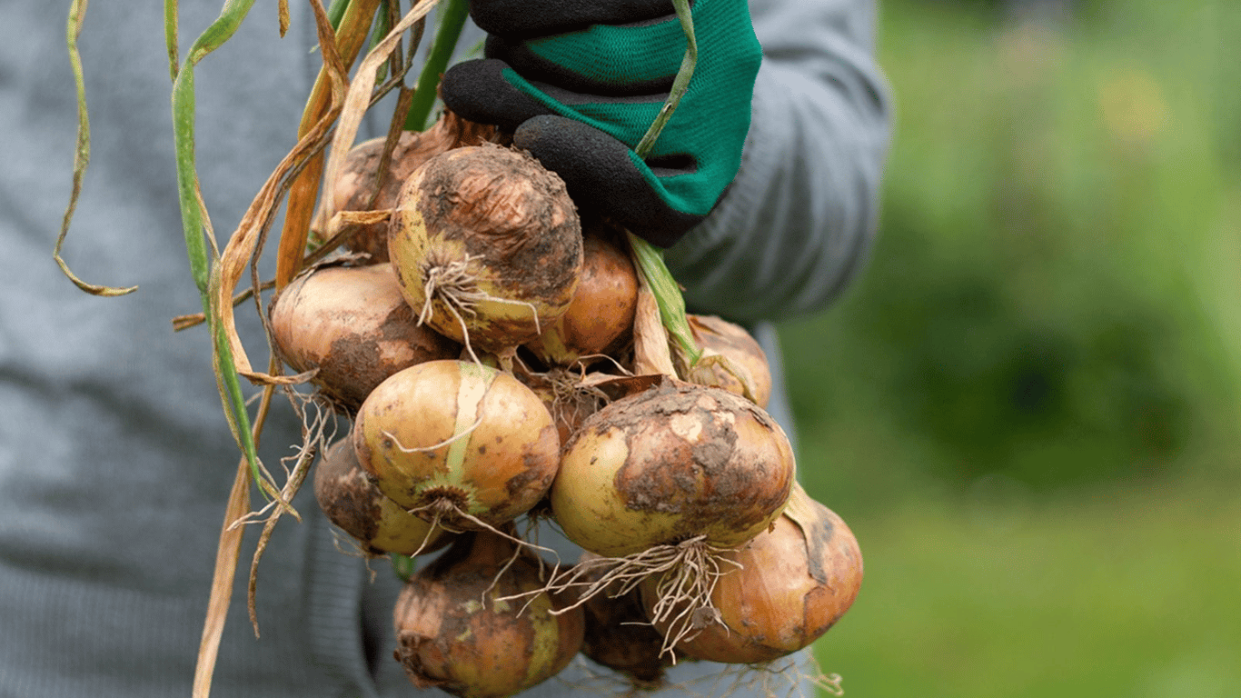 When to Harvest Onions in the Garden in Summer 2025 - Lunar Calendar
