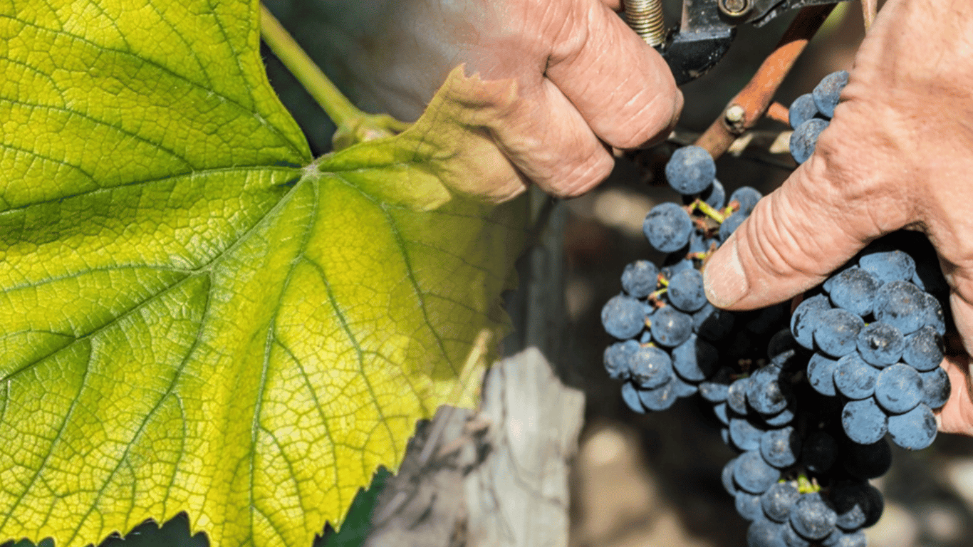 The leaves of grapevines turn yellow in July 2025 - why and how to save the harvest