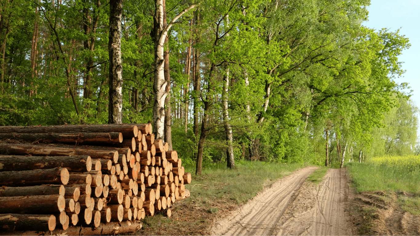 Die Holzsaison hat begonnen - wo man kaufen kann und wie viel sie kosten
